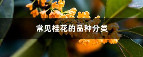 桂花的種類|常见桂花的品种分类